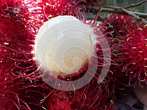 Close up hulf cut Rambutan fruits