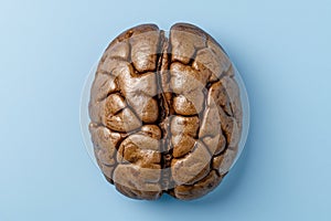 Close-up of a human brain photo