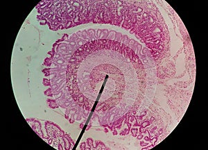 Close up human cells with microscope. photo