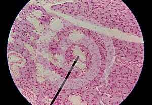 Close up human cells with microscope. photo