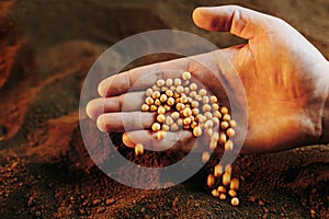 close up of a human farmer Hand growing seeds peas of vegetable on sowing soil In on garden