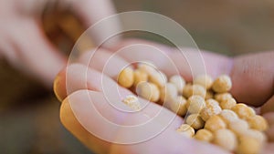 close up of a human farmer Hand growing seeds peas of vegetable on sowing soil In on garden