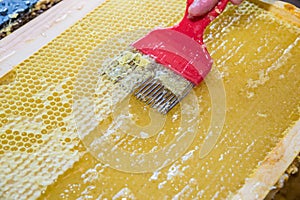 Close up of human hand extracting honey from honeycomb