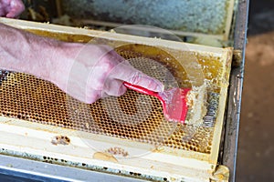 Close up of human hand extracting honey from honeycomb