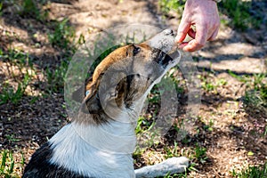 Close up. A human hand feeds a stray animal. A stray sterilized dog with a chip in its ear takes food from a man