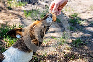 Close up. A human hand feeds a stray animal. A stray sterilized dog with a chip in its ear takes food from a man