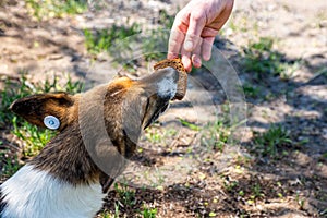 Close up. A human hand feeds a stray animal. A stray sterilized dog with a chip in its ear takes food from a man