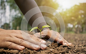 Close-up of a human hand holding a seedling including planting seedlings.