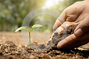 Close-up of a human hand holding a seedling including planting seedlings, Earth Day concept.