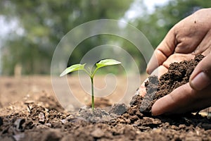 Close-up of a human hand holding a seedling including planting seedlings, Earth Day concept.