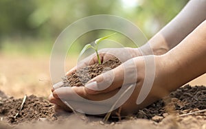 Close-up of a human hand holding a seedling including planting seedlings, Earth Day concept.