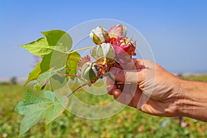 Close-up of a human hand picking cotton