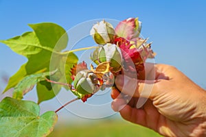 Close-up of a human hand picking cotton branch from a field against blue sky in Tajikistan