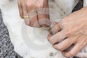 Close up of human hands remove dog adult tick from the fur