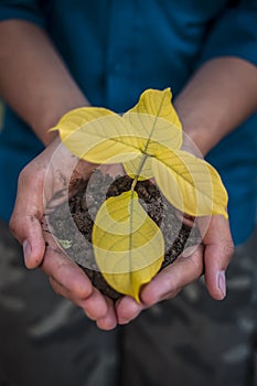 Close up of Human hands trying to Save mother nature by holding  plant in palms.Concept of saving earth and mother nature.