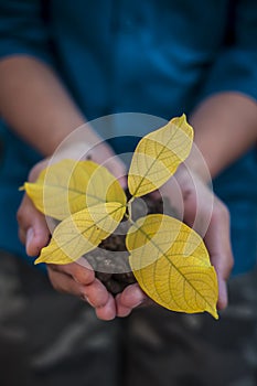 Close up of Human hands trying to Save mother nature by holding  plant in palms.Concept of saving earth and mother nature.