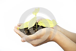 Close up of Human hands trying to Save mother nature by holding  plant in palms isolated on white. Concept of saving earth and mot