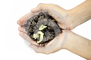 Close up of Human hands trying to Save mother nature by holding  plant in palms isolated on white. Concept of saving earth and mot