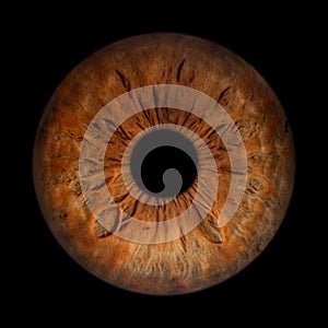 Iris Photography - Unique Singularity