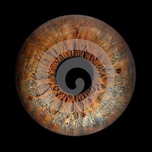 Iris Photography - Unique Singularity