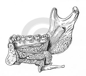 Close-up of human jaw