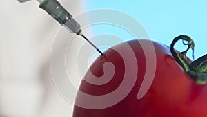 Close-up of a human in a medical coat and gloves injecting a syringe into an tomato with some liquid on a blue