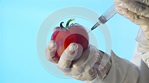 Close-up of a human in a medical coat and gloves injecting a syringe into an tomato with some liquid on a blue