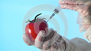 Close-up of a human in a medical coat and gloves injecting a syringe into an tomato with some liquid on a blue