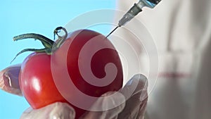 Close-up of a human in a medical coat and gloves injecting a syringe into an tomato with some liquid on a blue