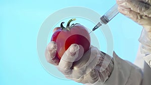 Close-up of a human in a medical coat and gloves injecting a syringe into an tomato with some liquid on a blue