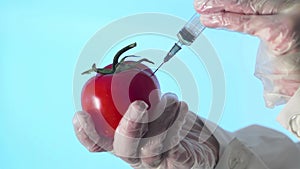 Close-up of a human in a medical coat and gloves injecting a syringe into an tomato with some liquid on a blue