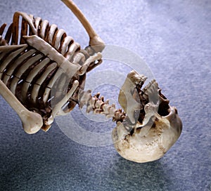 Close Up Human Skeleton
