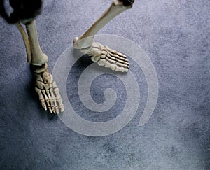 Close Up Human Skeleton