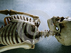 Close Up Human Skeleton