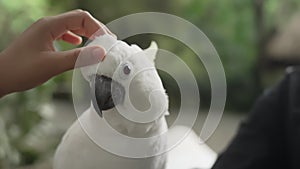 Close-up of a human and touching the head of a cute white cockatoo against a background of green tropical jungle. A