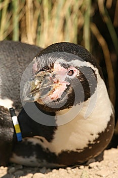 Close up of a Humboldt penguin