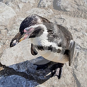 Close-up of a Humboldt penguin