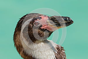 Close up Humboldt Penguin Spheniscus humboldti