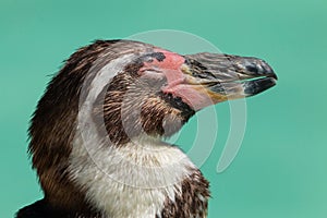 Close up Humboldt Penguin Spheniscus humboldti