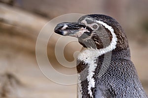 Close-up of a Humboldt penguin (Spheniscus humboldti) captured in detail