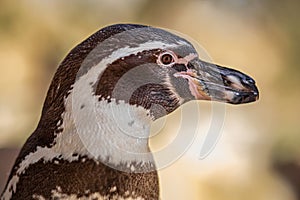 Close-up of a Humboldt penguin (Spheniscus humboldti) captured in detail