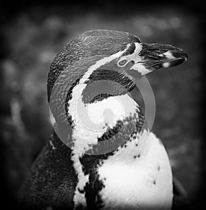 Close up of a Humboldt South American Penguin