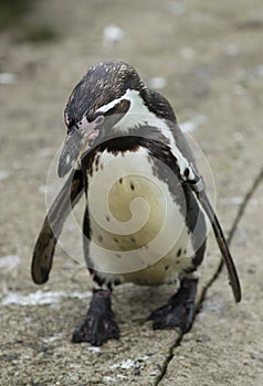 Close up of a Humboldt South American Penguin