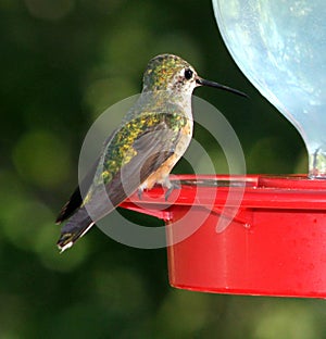 Close up of humming bird perched on feeder