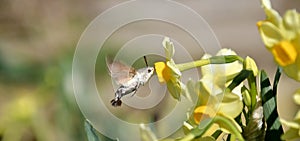 Close up of a hummingbird moth feeding on a blooming flower head