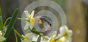 Close up of a hummingbird moth feeding on a blooming flower head