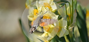 Close up of a hummingbird moth feeding on a blooming flower head