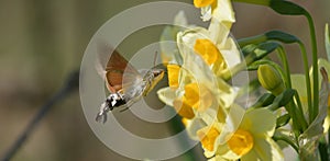 Close up of a hummingbird moth feeding on a blooming flower head