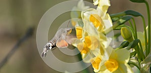 Close up of a hummingbird moth feeding on a blooming flower head
