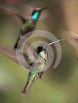 Close up of hummingbirds flying, costa rica